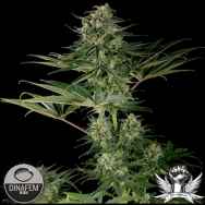 Dinafem Seeds Super Critical Haze